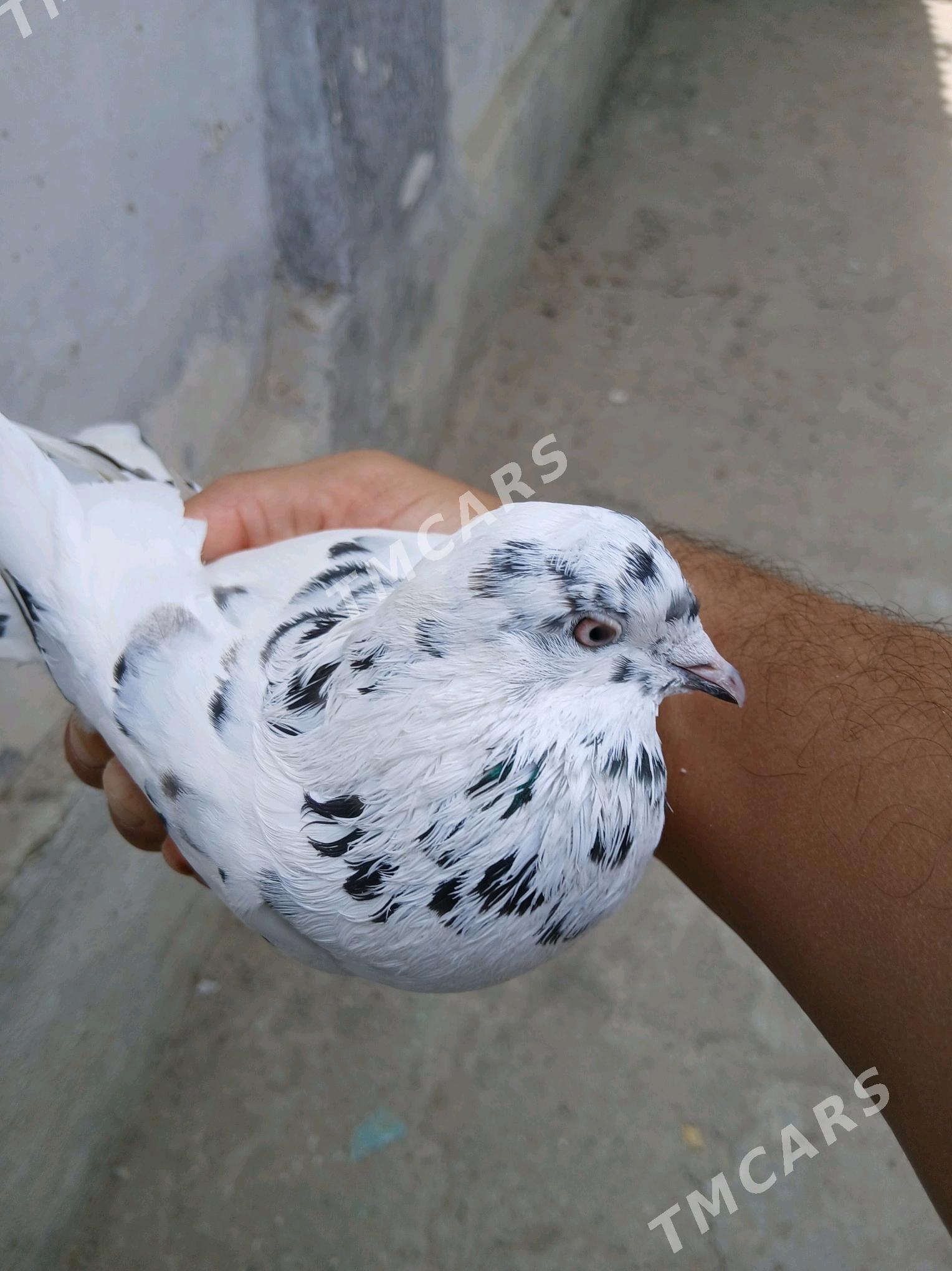 kepderı - Aşgabat - img 3