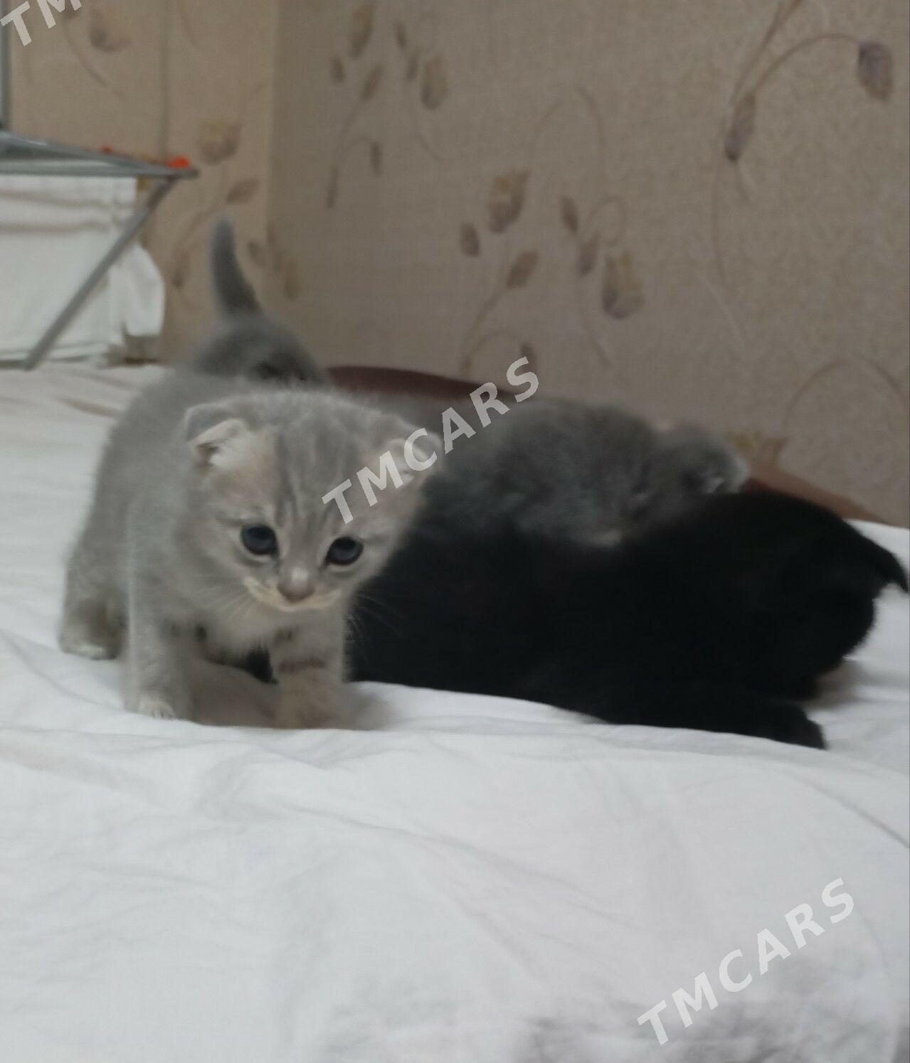 Satlanskiy pisijikler - Aşgabat - img 3
