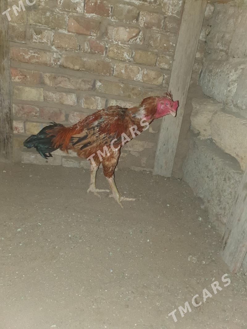 Tashkent - Garadamak Şor - img 2
