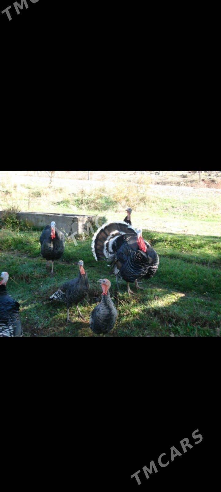 İnduk - Gyzylarbat - img 1