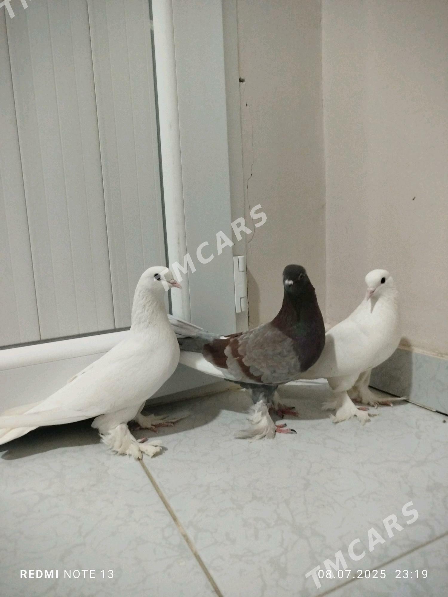 kepderi - Gyzylarbat - img 2