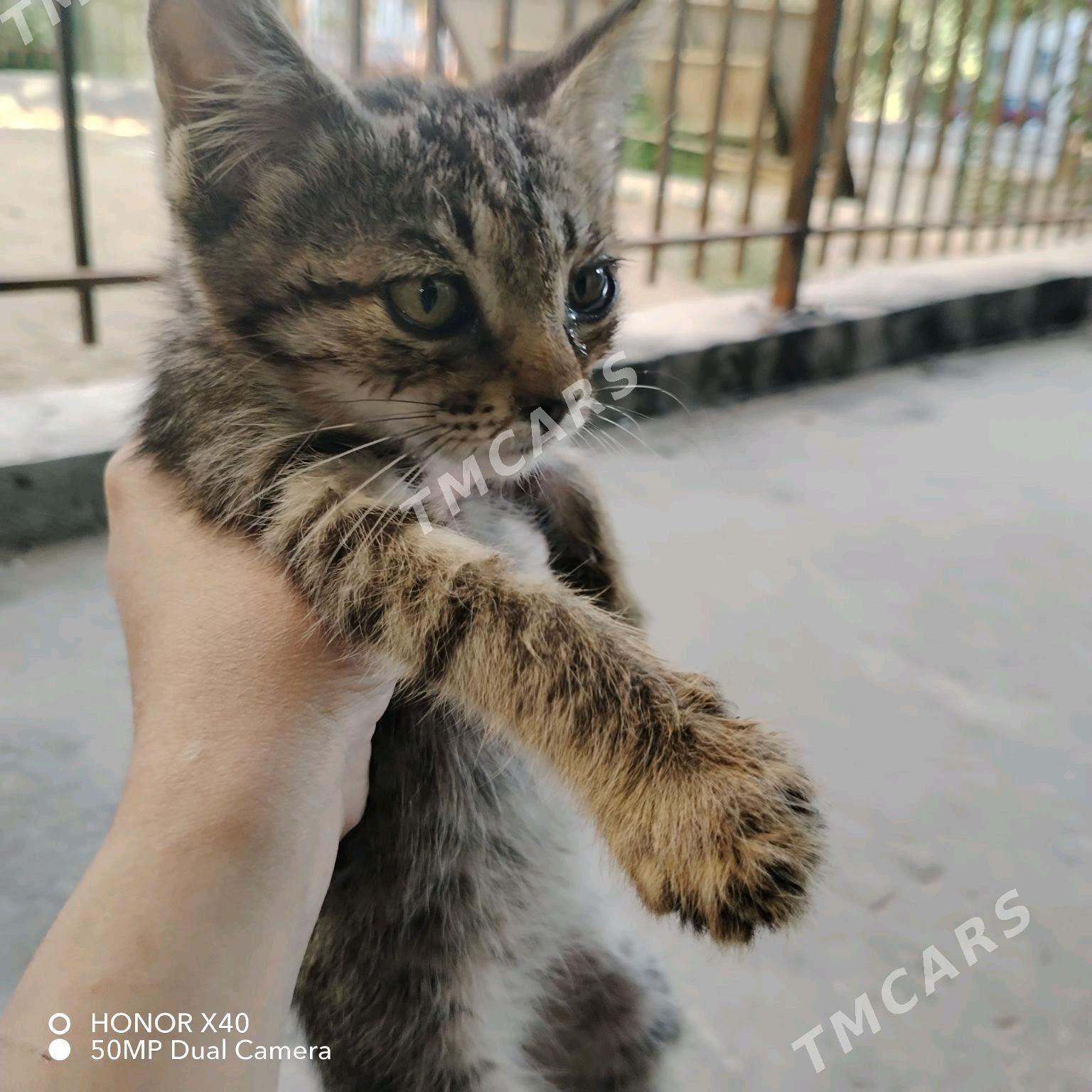 Котята - Türkmenabat - img 2