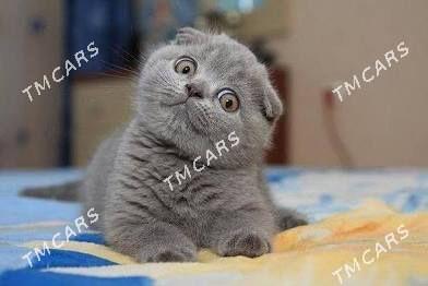 SCOTTISH FOLD - Дашогуз - img 2