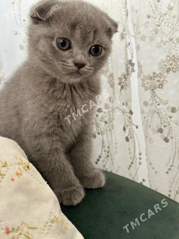 SCOTTISH FOLD - Дашогуз - img 5