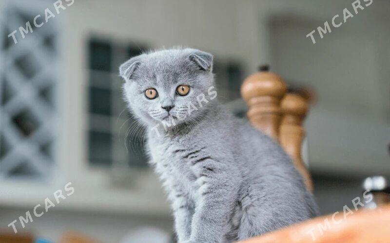 SCOTTISH FOLD - Дашогуз - img 3