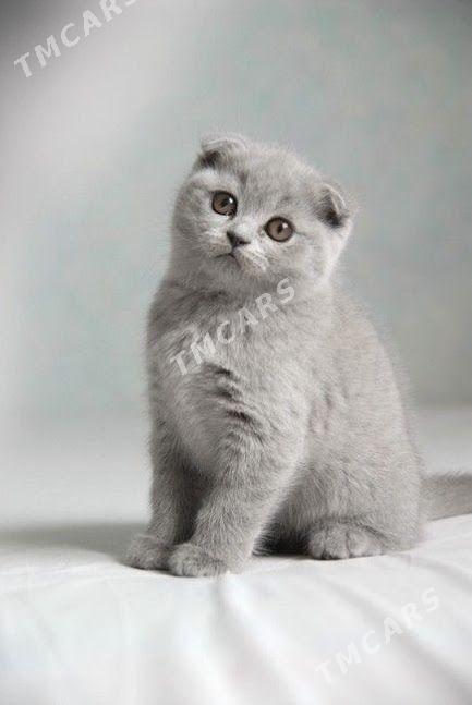 SCOTTISH FOLD - Дашогуз - img 4
