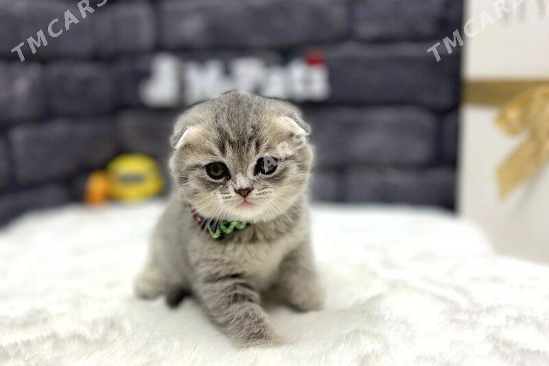 SCOTTISH FOLD - Дашогуз - img 6
