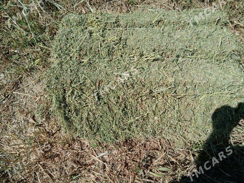 Ýorunja - Ak bugdaý etraby - img 2