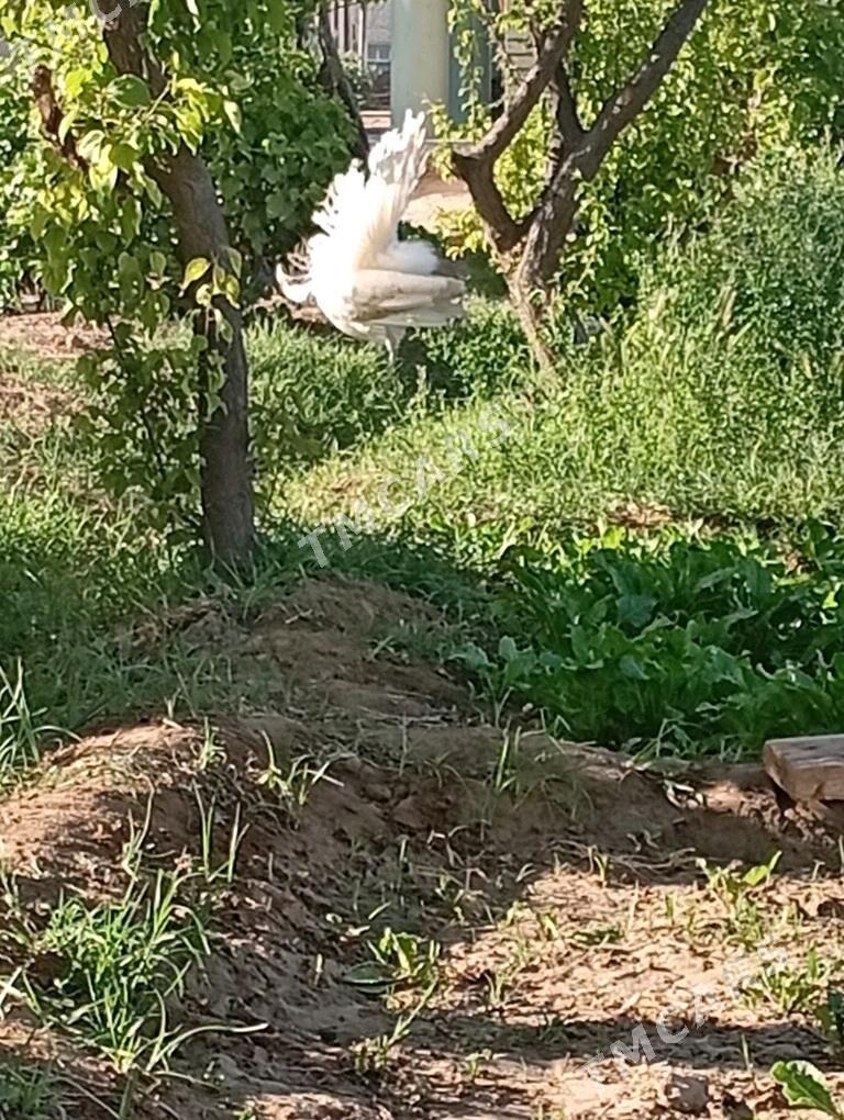 Ak tawus guşy - Сакарчага - img 3