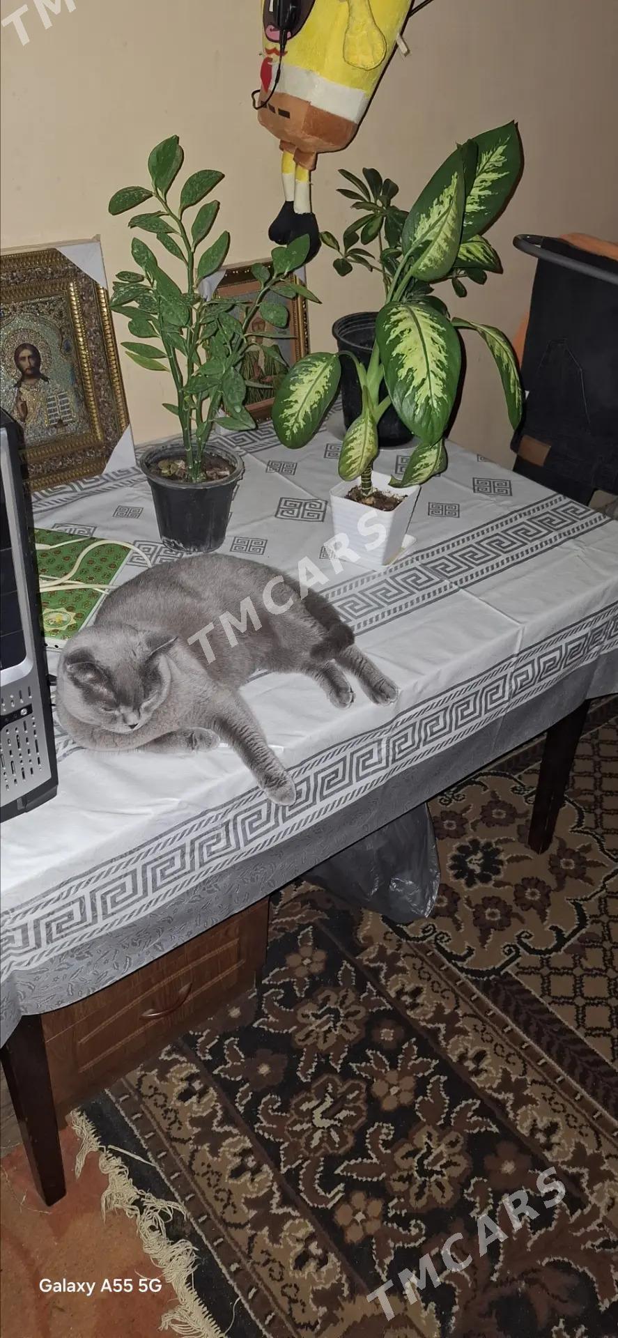 Кошка вислоушка - Aşgabat - img 1