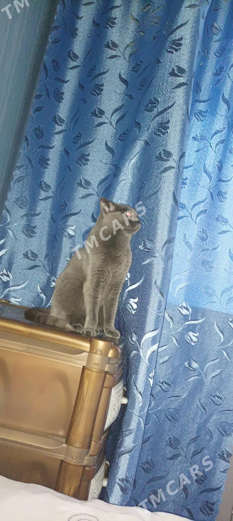 Кошка вислоушка - Aşgabat - img 3