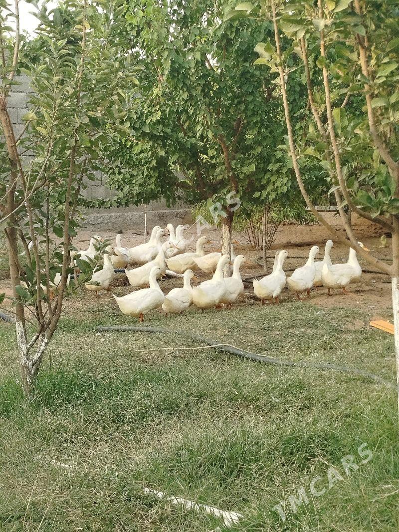 Утки Ordek - Aşgabat - img 2