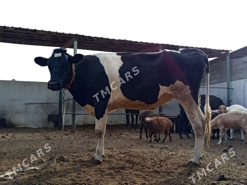 GARALA GALIŞDEÝN BOGAZ TÜWE - Gökdepe - img 2