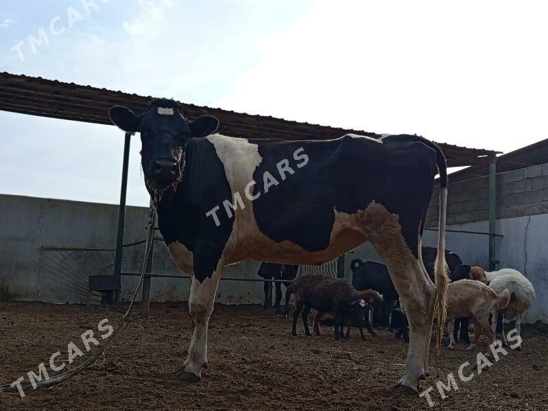 GARALA GALIŞDEÝN BOGAZ TÜWE - Gökdepe - img 3