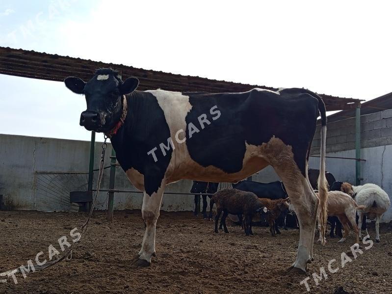 GARALA GALIŞDEÝN BOGAZ TÜWE - Gökdepe - img 4