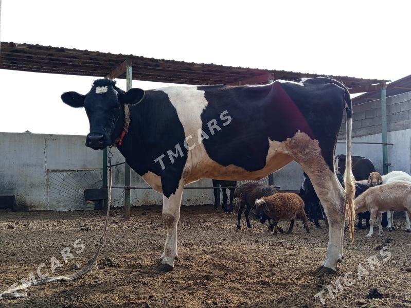 GARALA GALIŞDEÝN BOGAZ TÜWE - Gökdepe - img 5