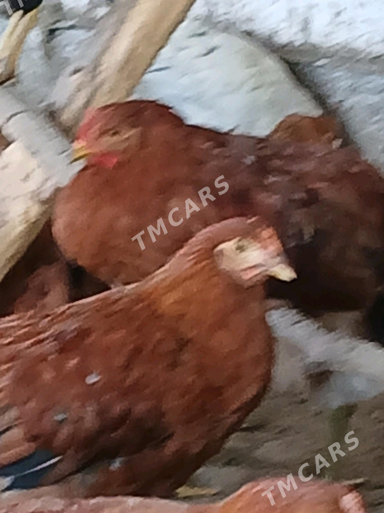 Horazlar - Шабатский этрап - img 1
