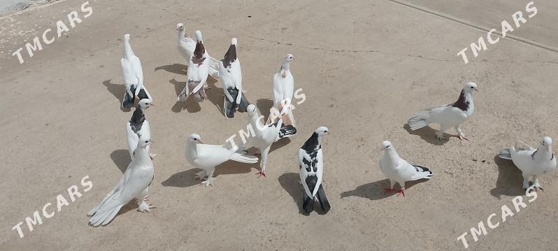 kepderi - Çoganly - img 3