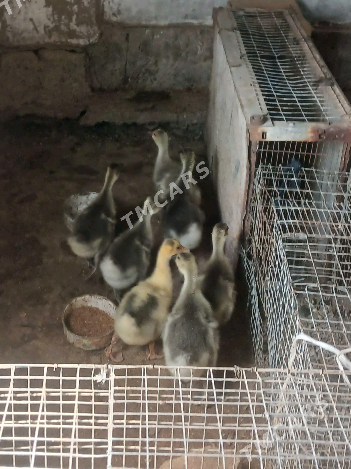 Gus gaz Guwa gaz - Tejen - img 2