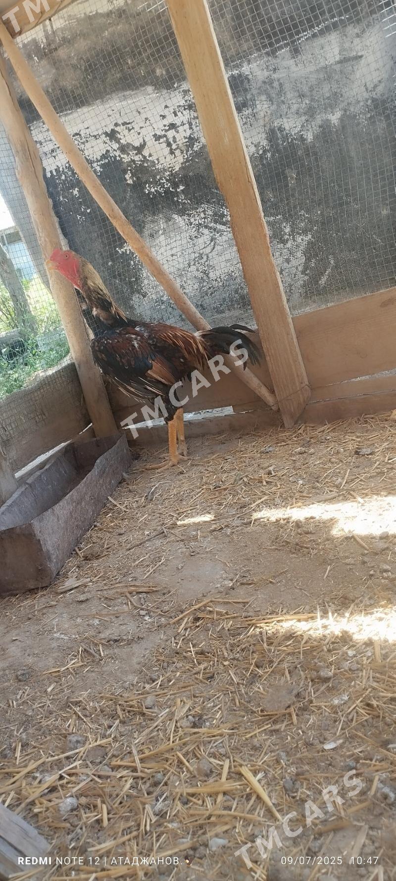 Horaz - Çärjew - img 7