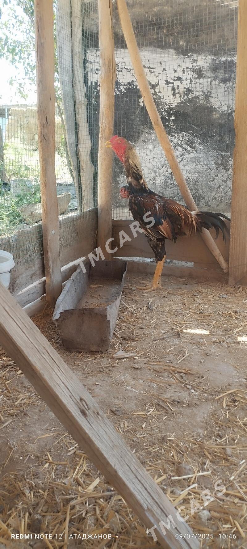Horaz - Çärjew - img 2