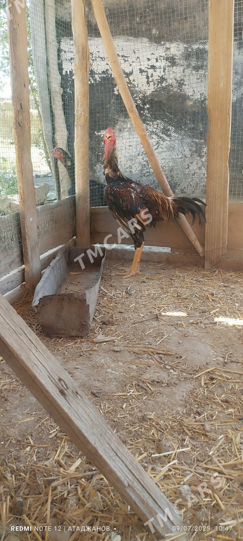 Horaz - Çärjew - img 3