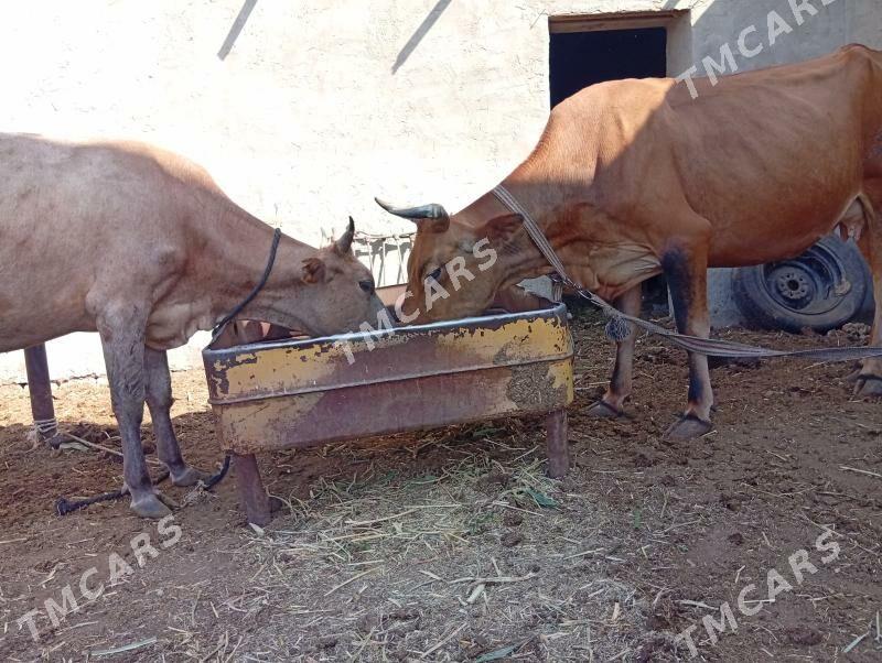 Goleli sygyr gole okuz - Мары - img 2