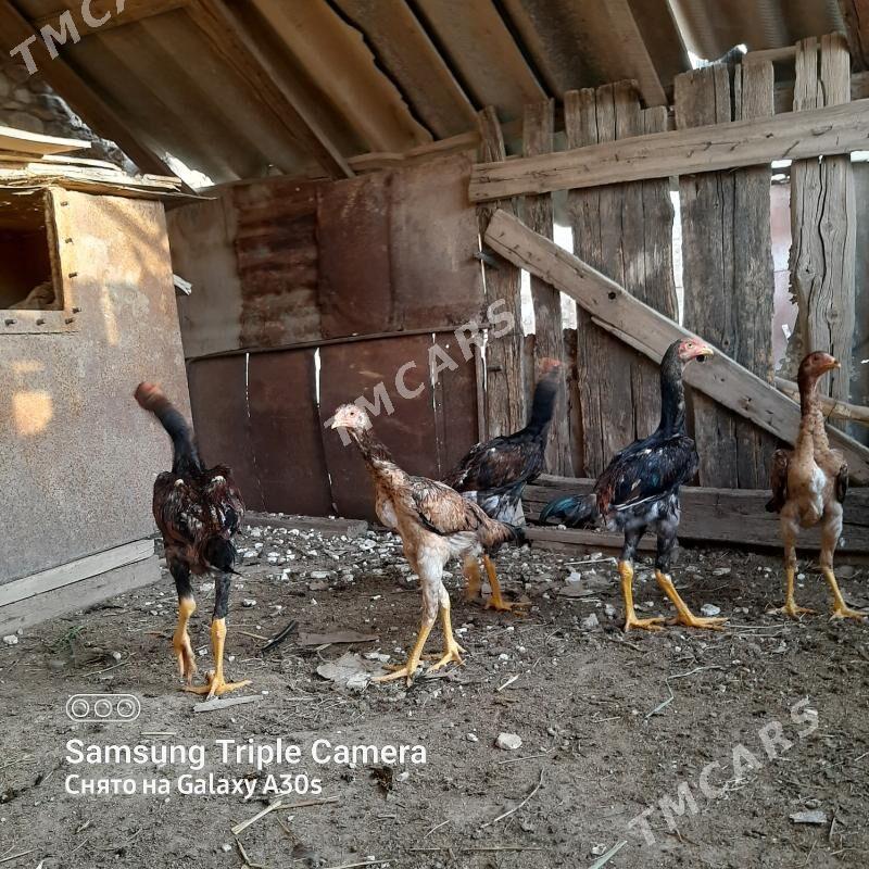 BOYES JŪJE ! - Kerki - img 2