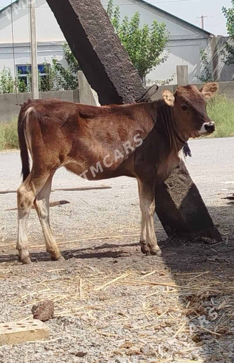 Şwes Tohum Tüwe - Gökdepe - img 2