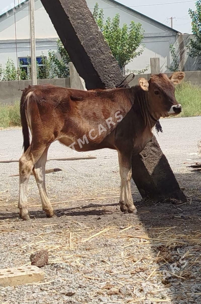 Şwes Tohum Tüwe - Gökdepe - img 3