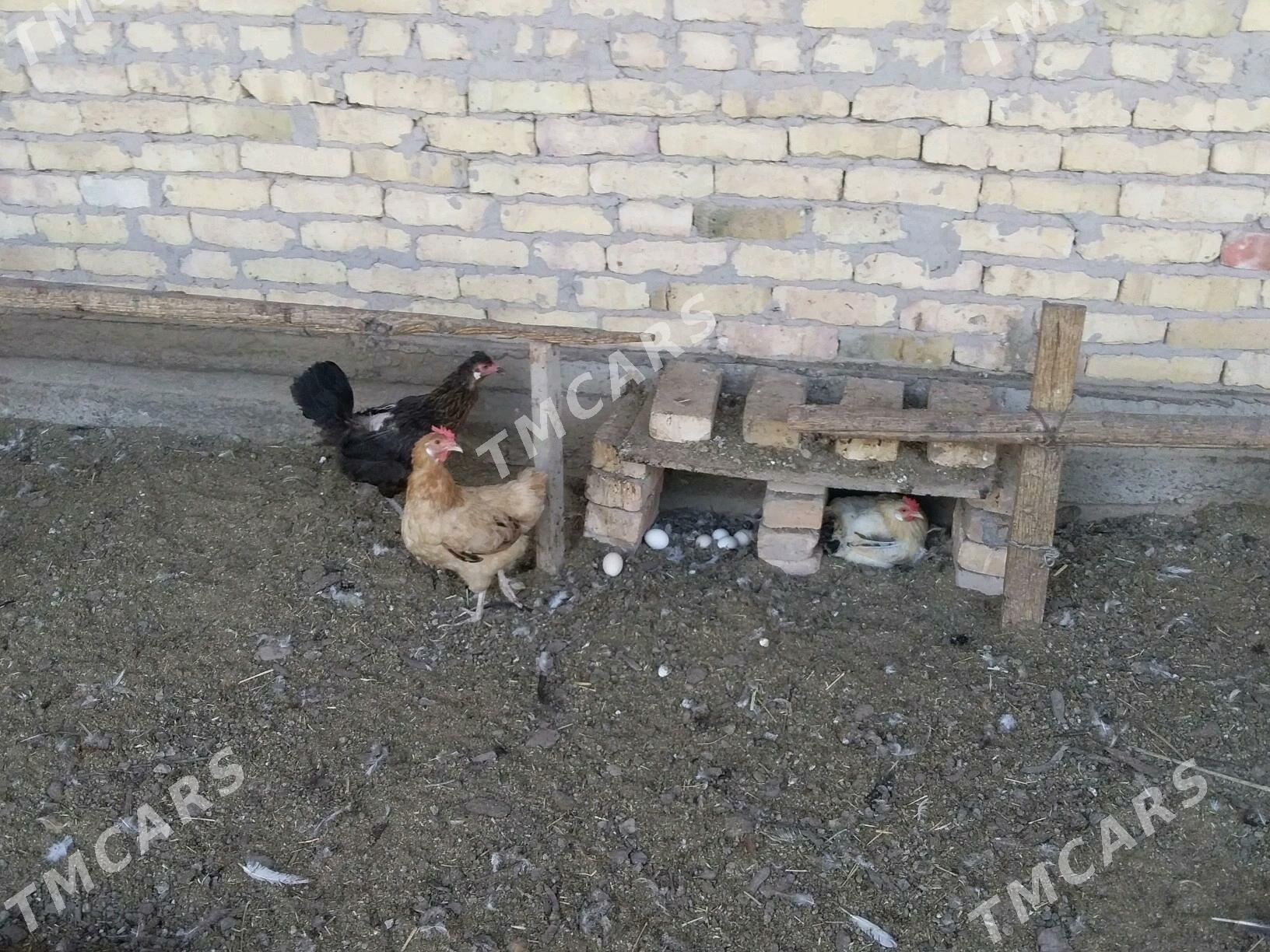 Towuklar - Чарджоу - img 4