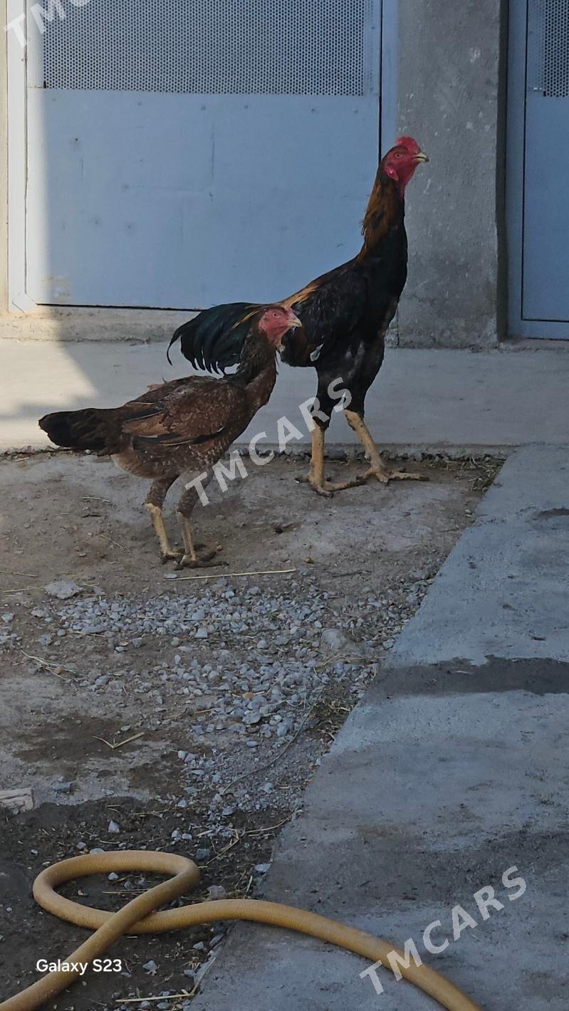 Taşkent - Bagyr - img 2
