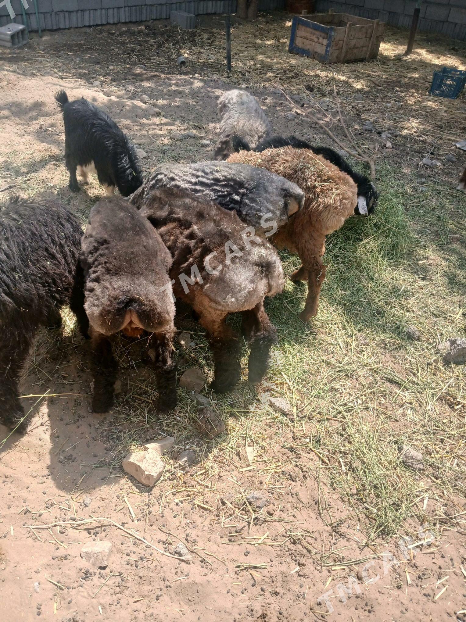 goÿun - Çoganly - img 2