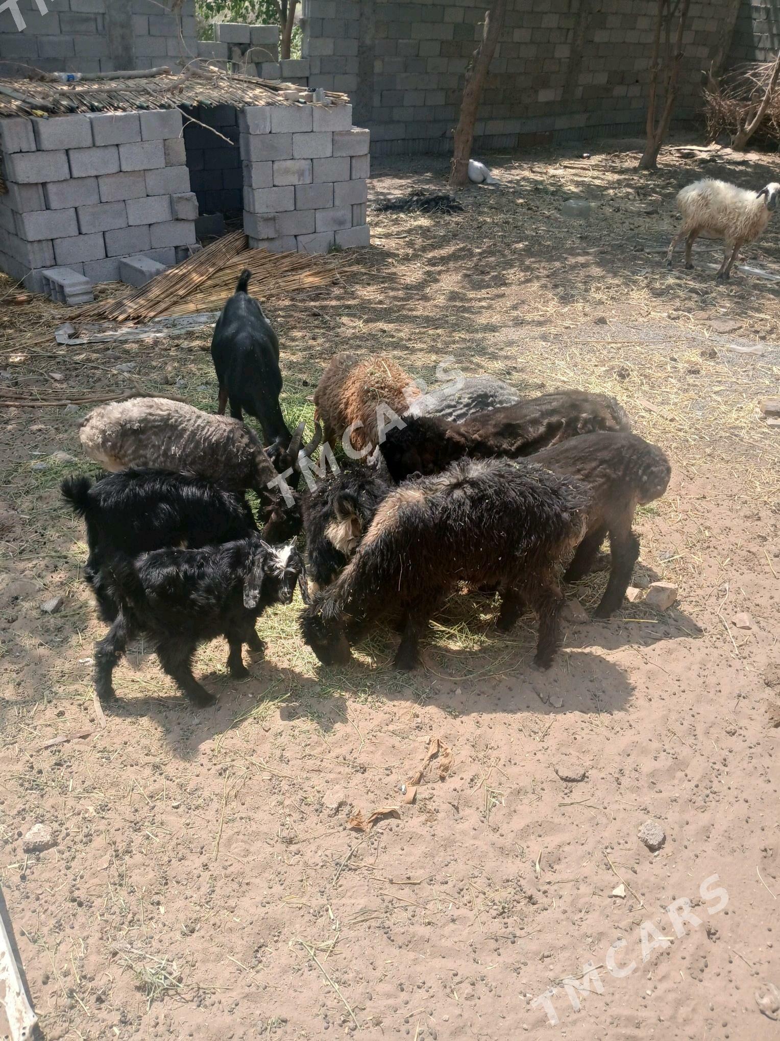 goÿun - Çoganly - img 3