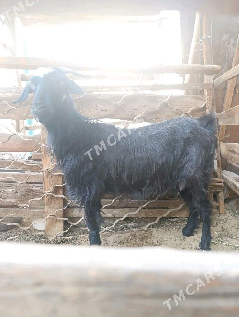 GEÇİ   GOÝUN - Hitrowka - img 2