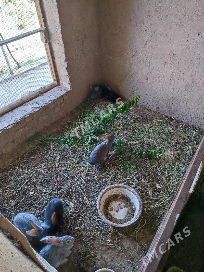 ordek - Türkmenabat - img 2