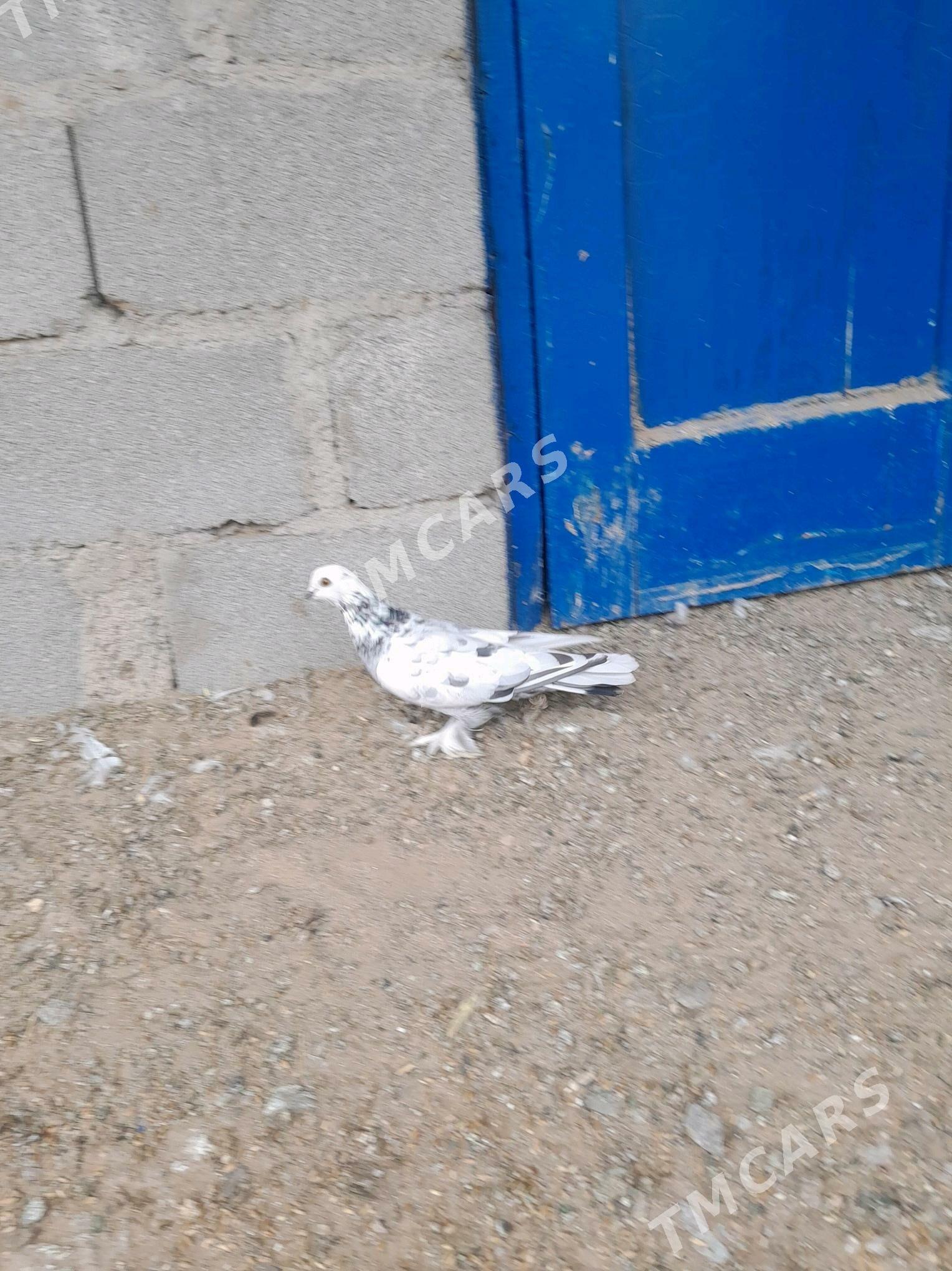 kepderi - Türkmenbaşy - img 2