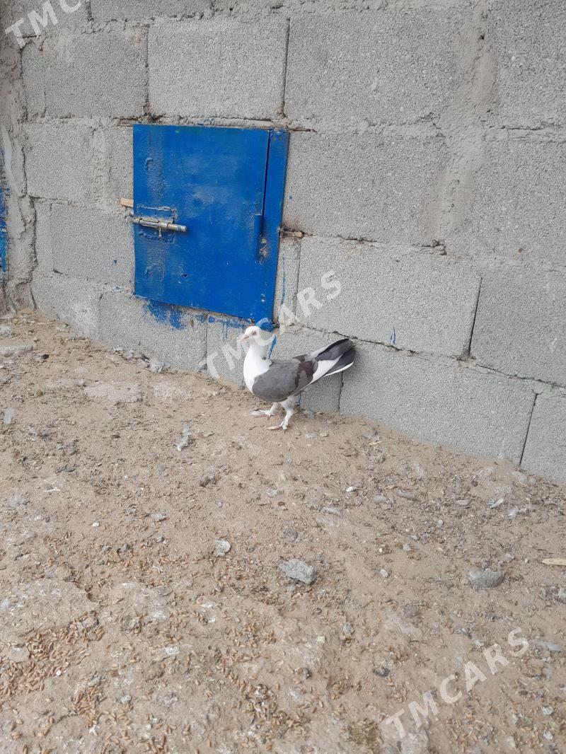 kepderi - Türkmenbaşy - img 3