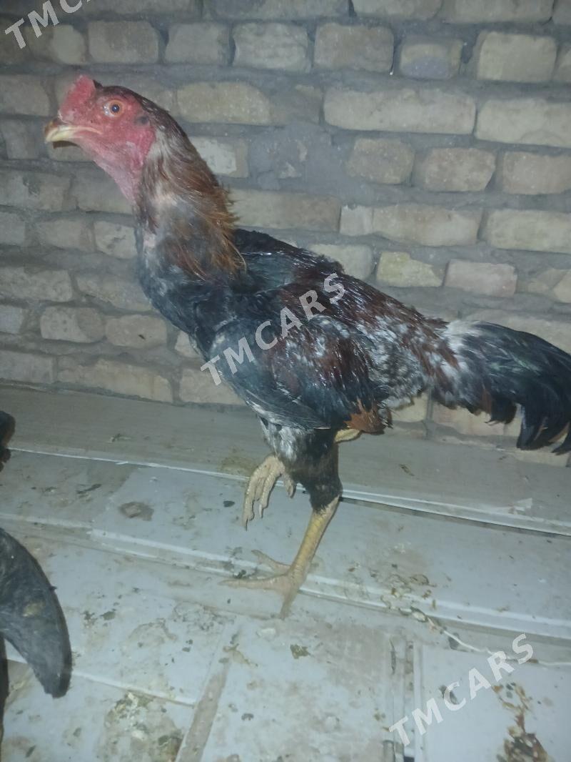 horaz towuk - Daşoguz - img 1