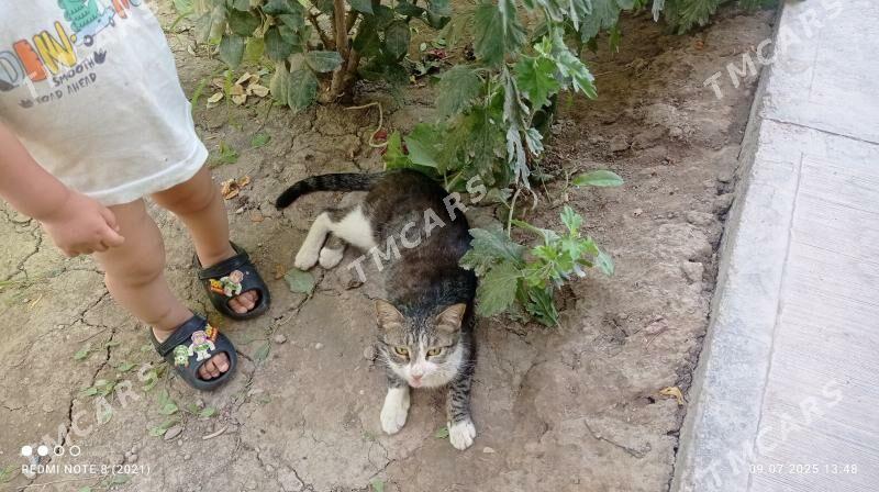Ene pişik - Daşoguz - img 1