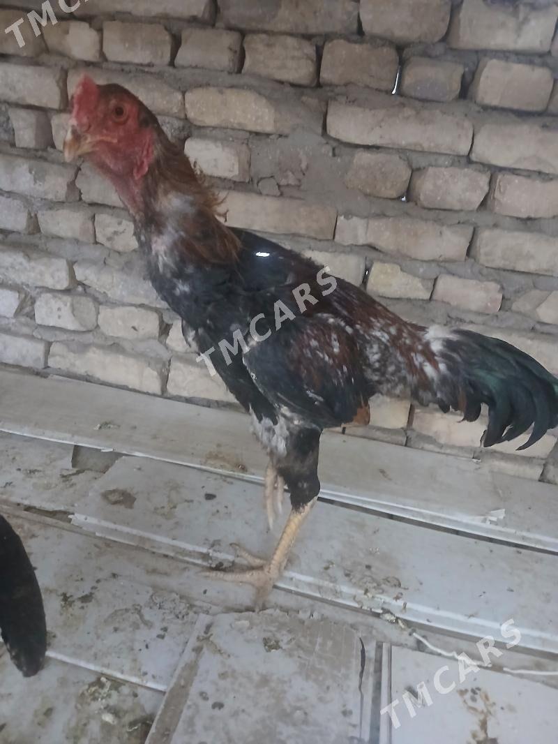 horaz towuk - Daşoguz - img 2