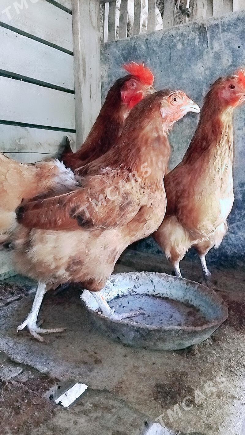 Horaz Tovk induşkai - Шабатский этрап - img 3