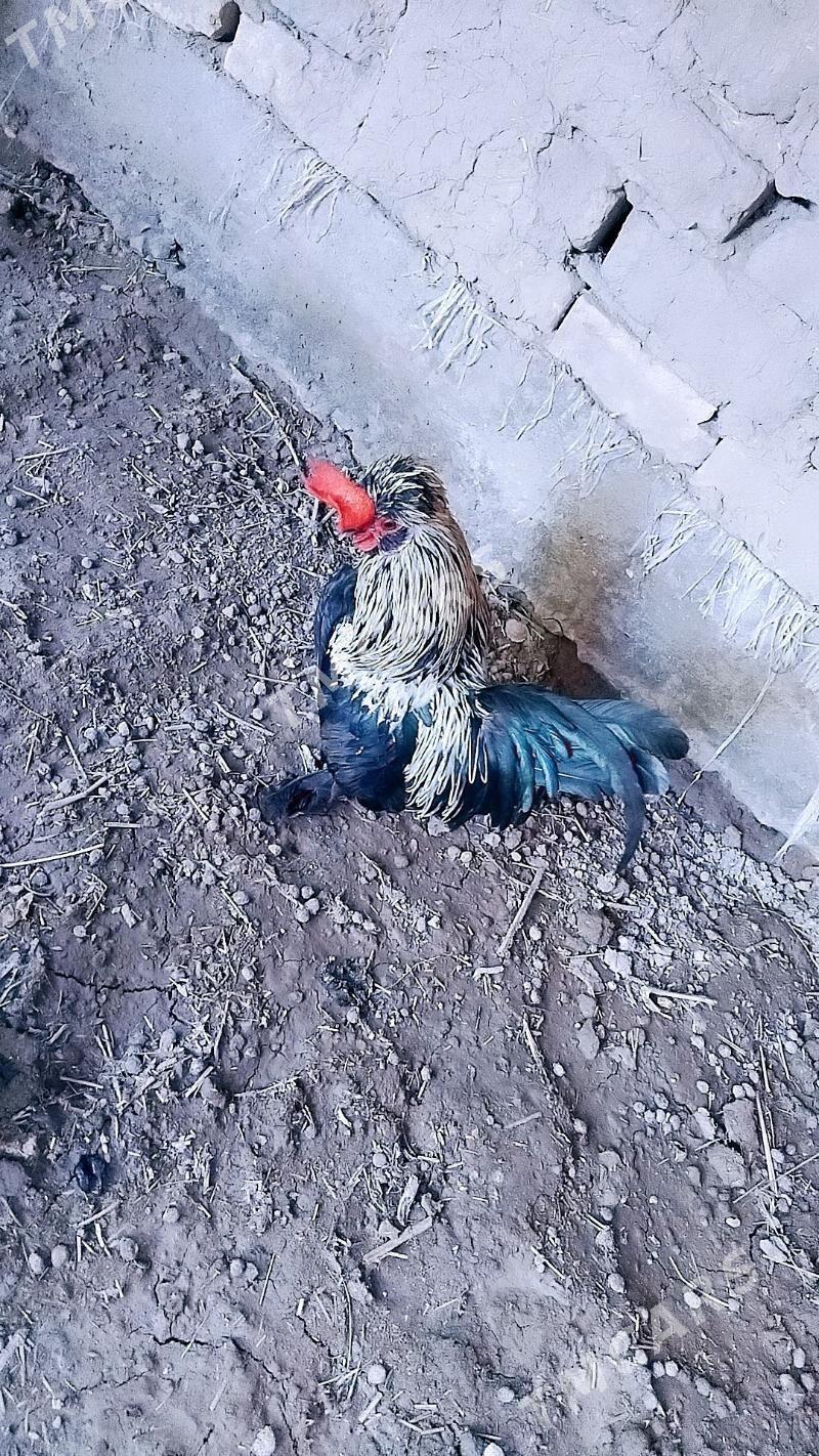 Horaz Tovk induşkai - Шабатский этрап - img 5