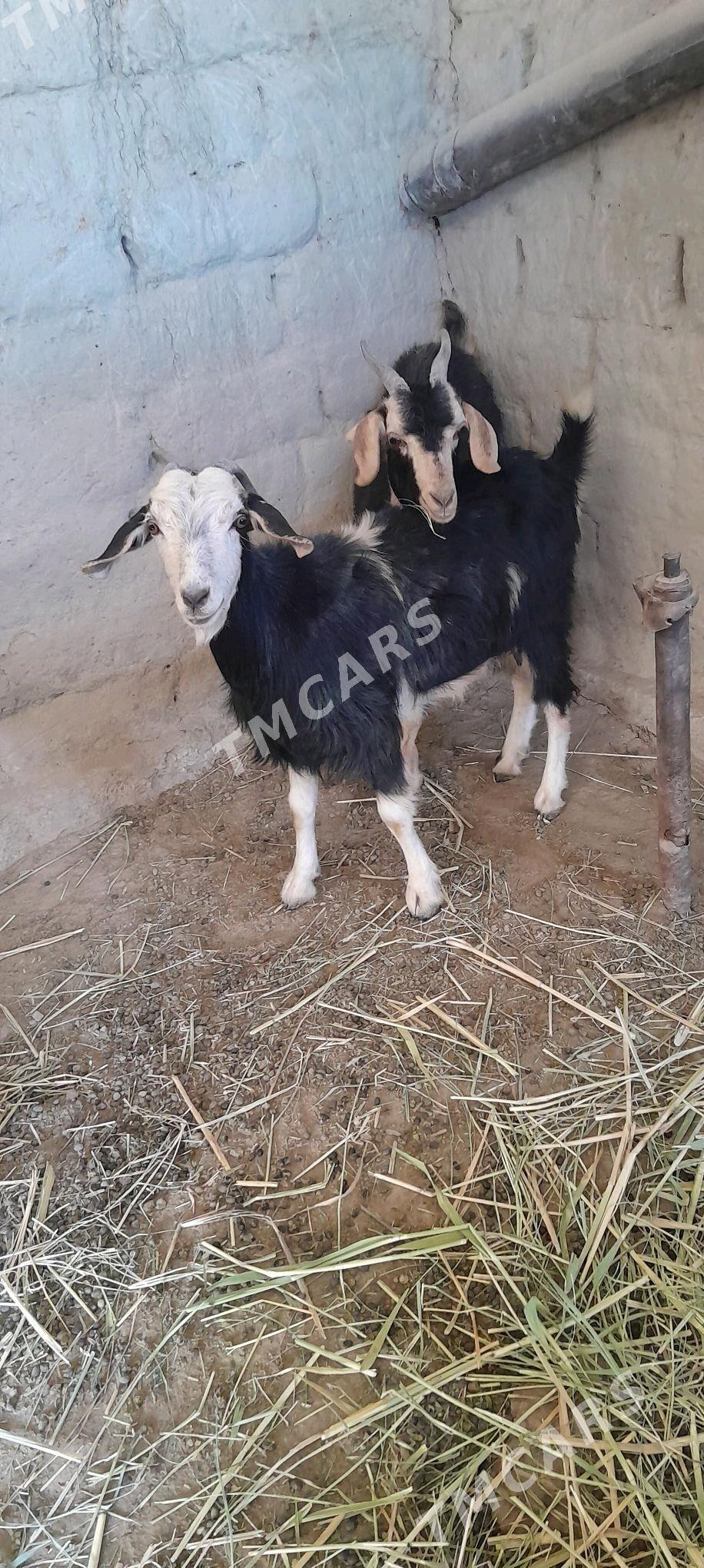gurat gecı - Бахарден - img 3