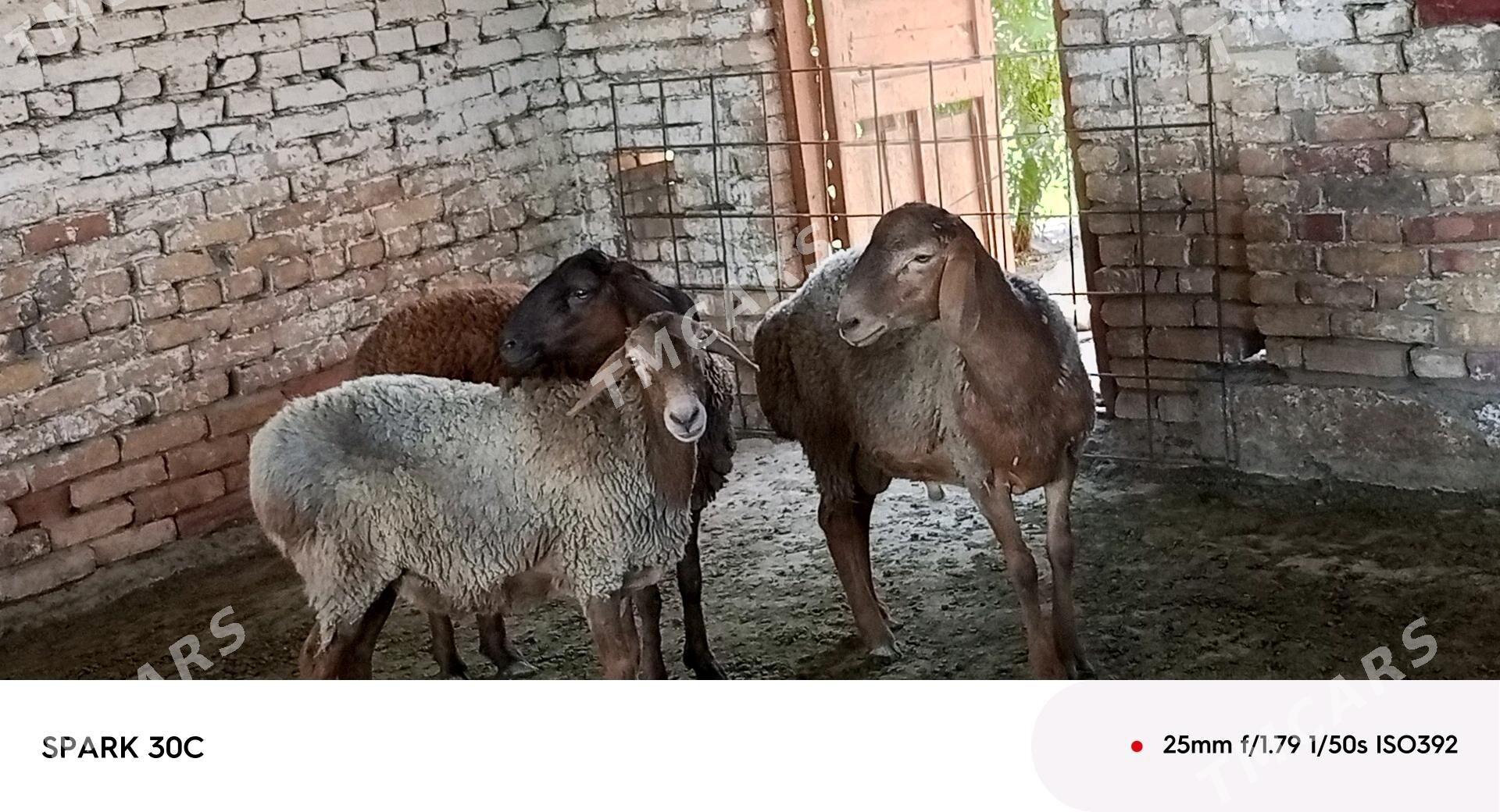 koy - Çärjew - img 2