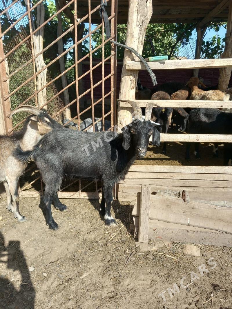 geçi - Çärjew - img 2