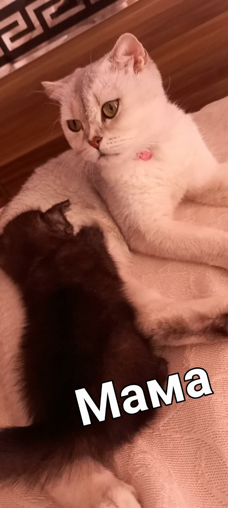 Кошки, котята породистые - Türkmenabat - img 5
