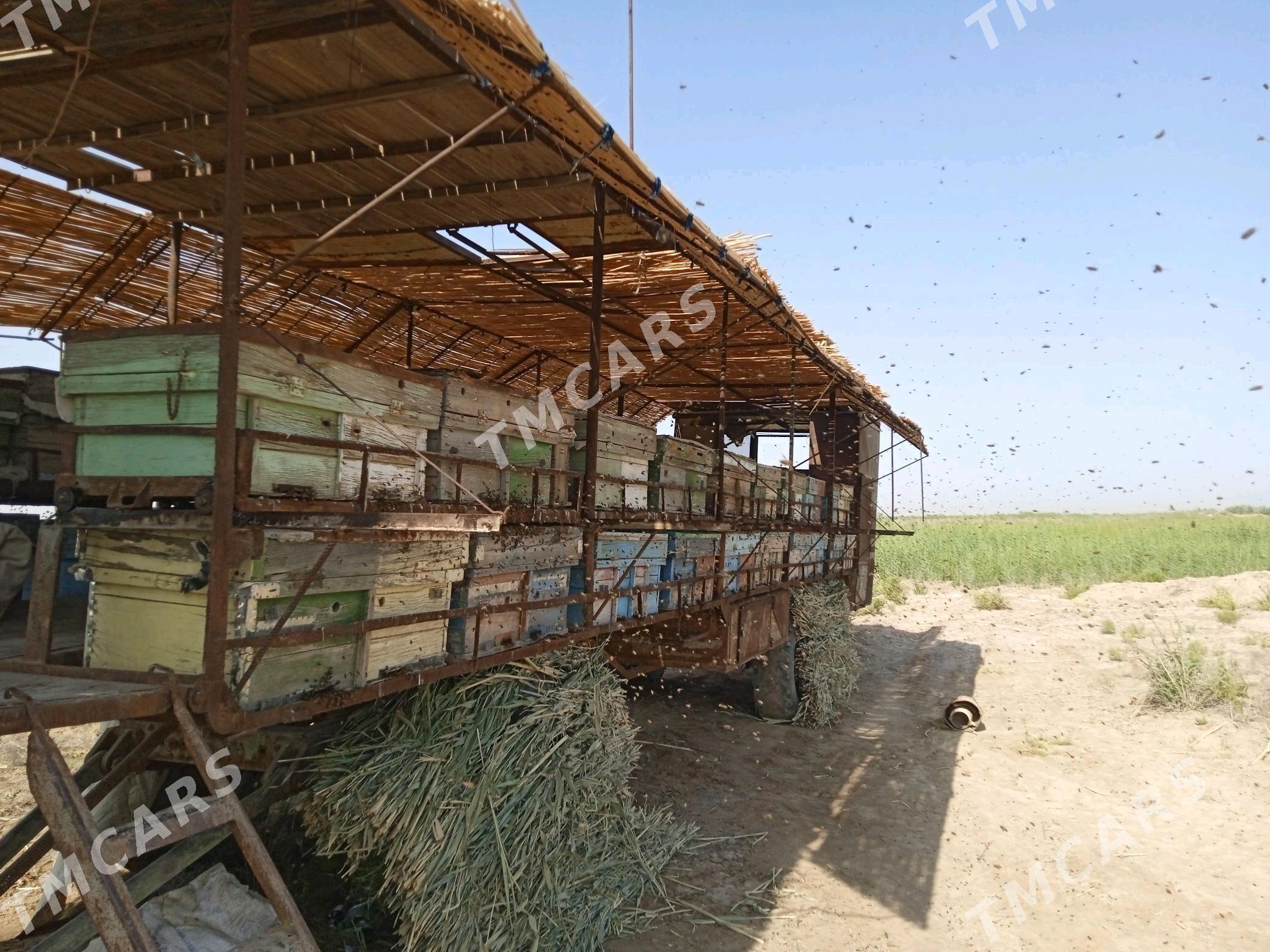 bal ary pirsep - Ёлётен - img 3