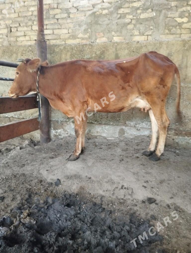 goleli sygyr - Garadamak Şor - img 2