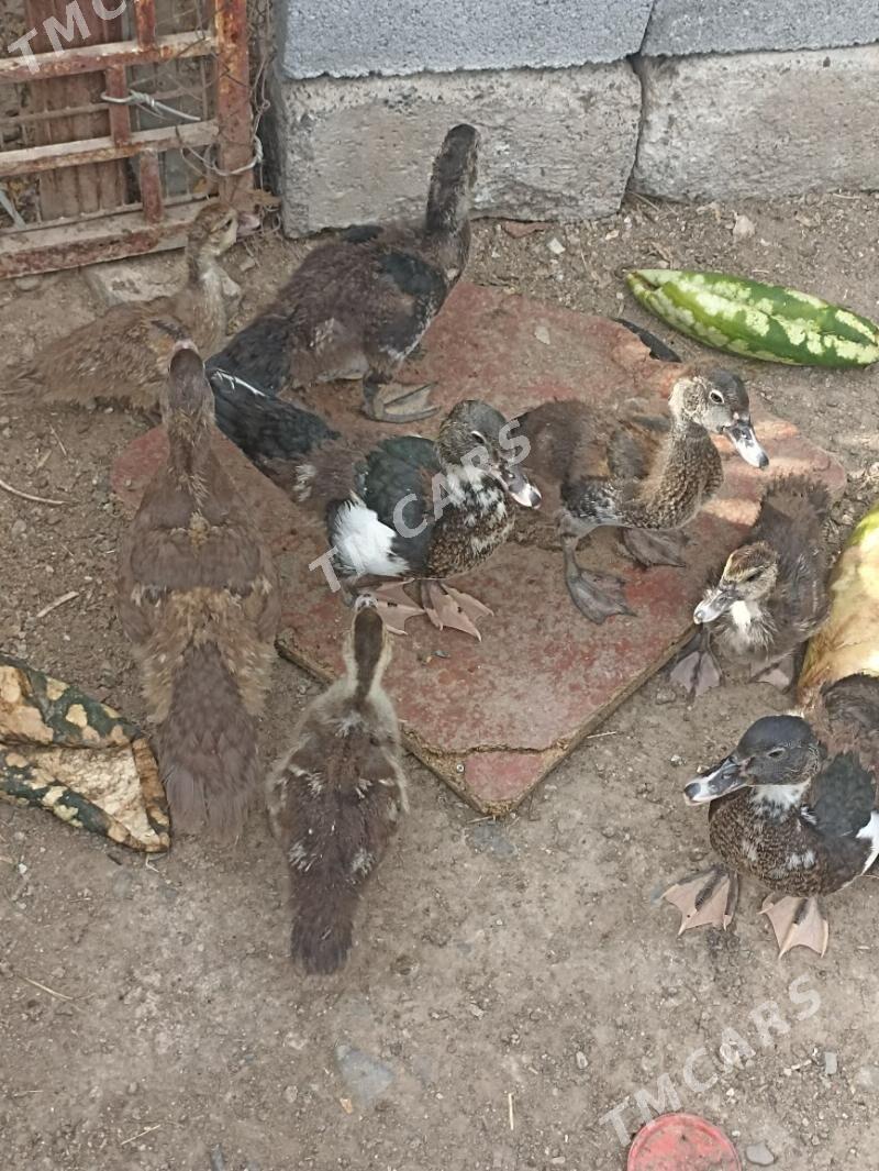 indautka ordek juje - Çoganly - img 2